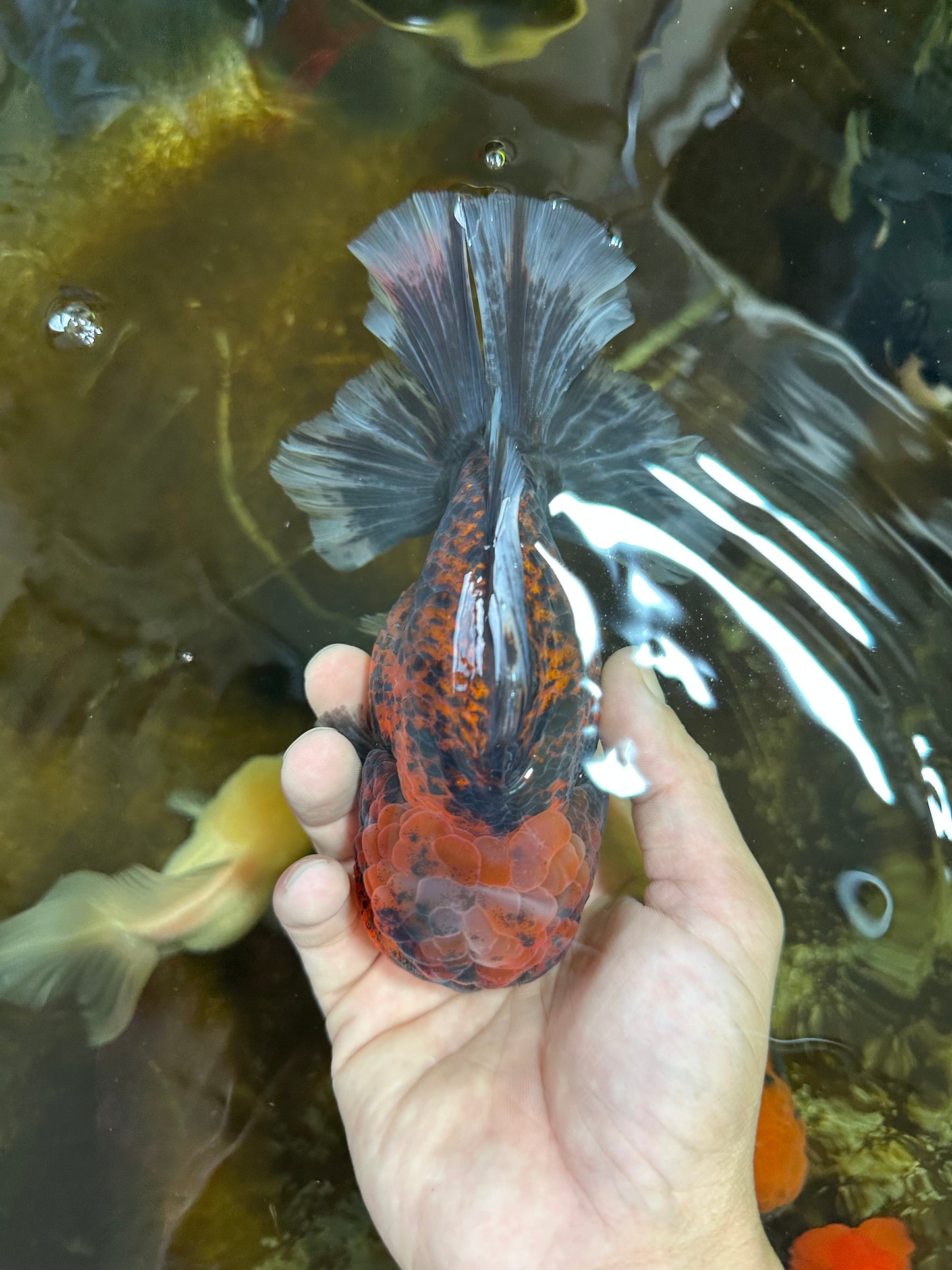 AAA Grade Super Chonky Tiger Godzilla Oranda Male 6 inches #072525OR_13