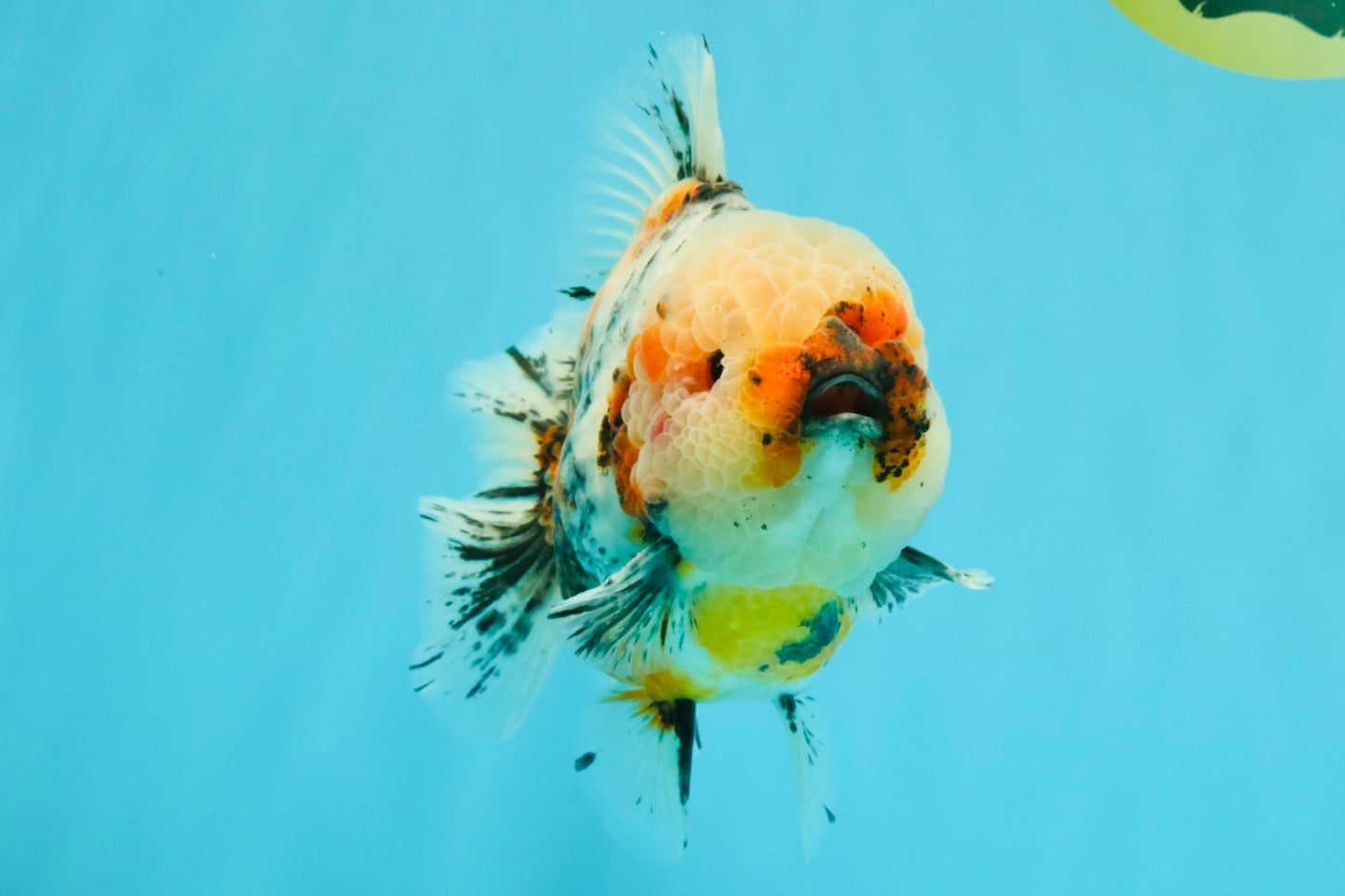 FLUFFY AAA Grade Marble Calico Yuanbao Male 5.5-6 inches #032026YB_20