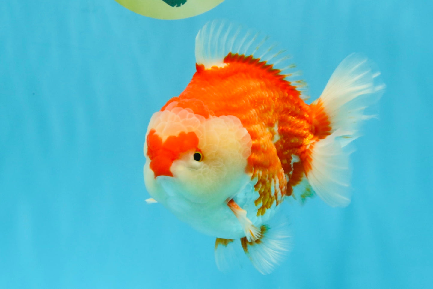 RED HEART A Grade Red White Yuanbao Male 6 inches #032726YB_05