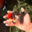 Red Head Tricolor Oranda Male 4.5-5 inches #032726OR_09