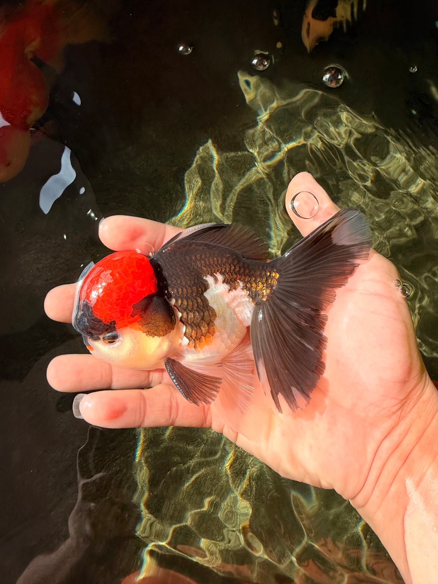 Red Head Tricolor Oranda Male 4.5-5 inches #032726OR_09