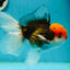 A Grade Red Head Tricolor Oranda Male 5.5 inches #112224OR_10