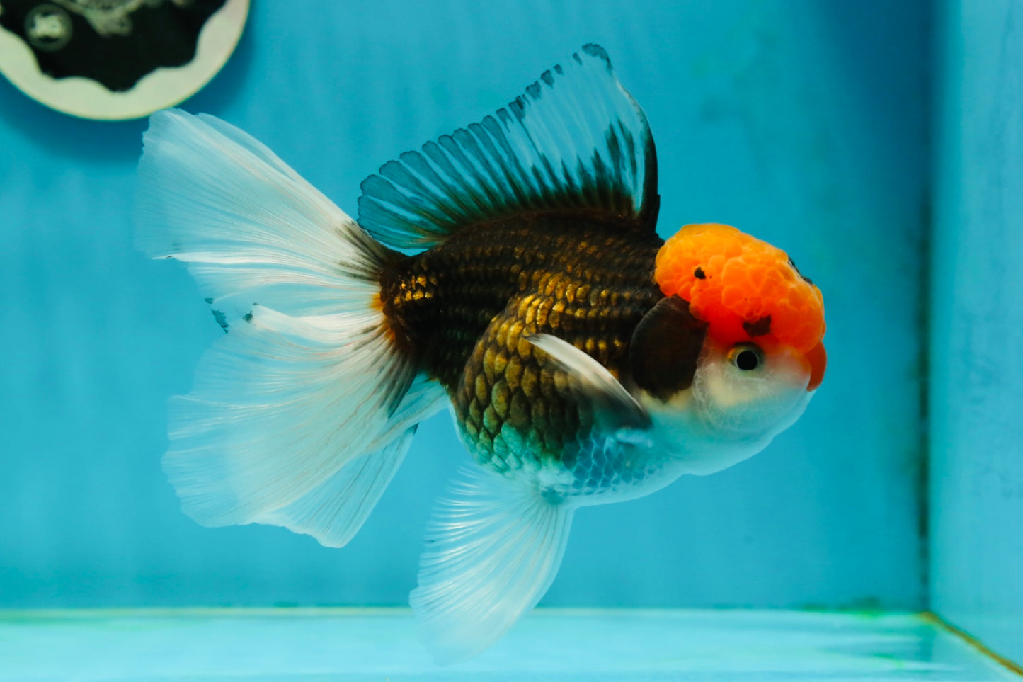 A Grade Red Head Tricolor Oranda Male 5.5 inches #112224OR_10