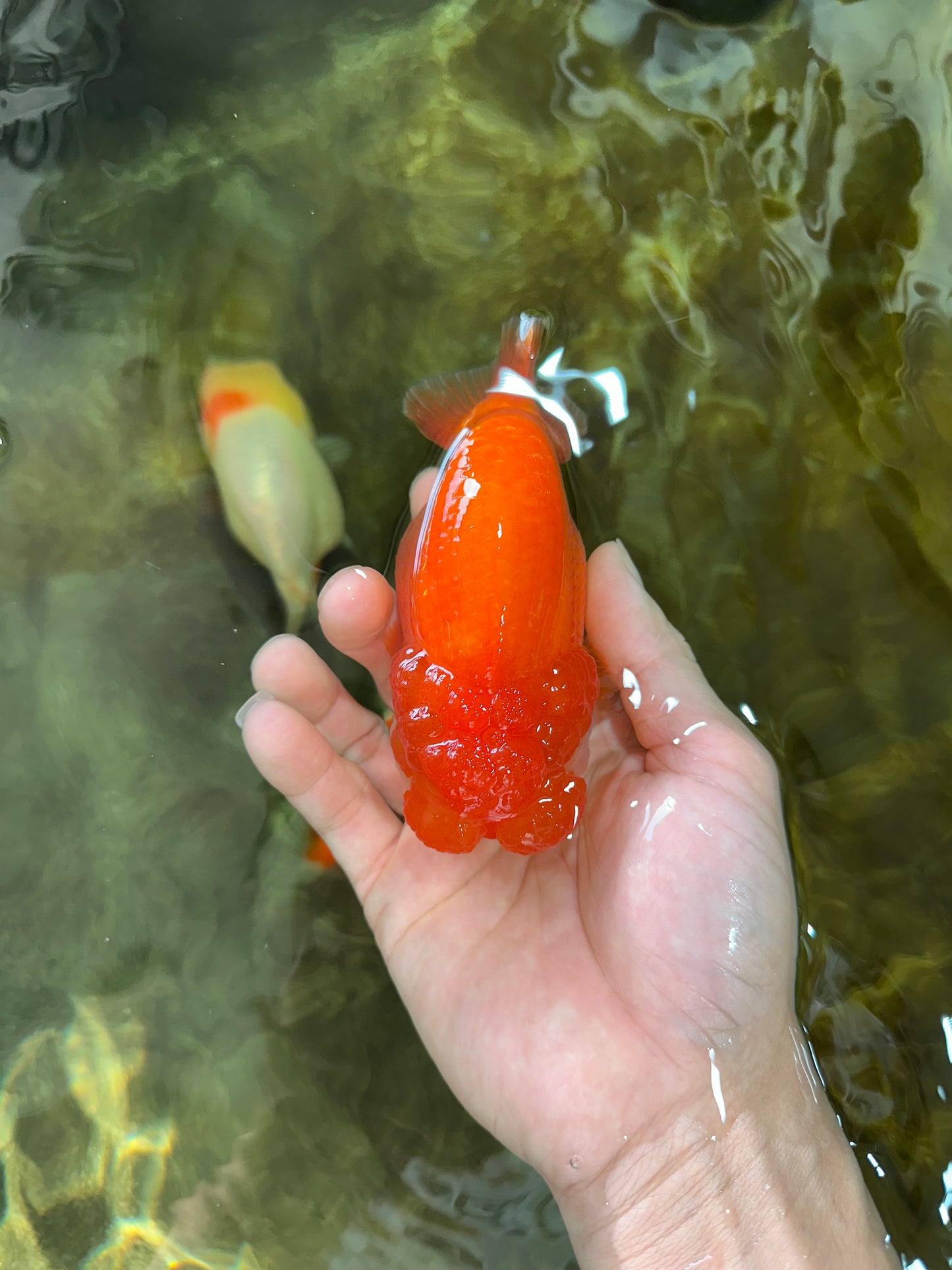 TOP WEN AAA Grade SUPER WEN Red White LionQueen 4.5 inches #050225LC_17