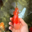 A Grade Red White Oranda Male 6 inches #100926OR_22