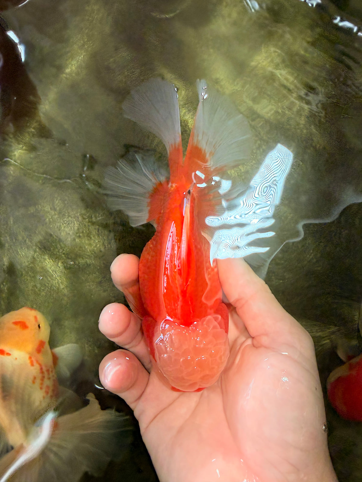 A Grade Red White Oranda Male 6 inches #100926OR_22
