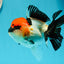 AAA Grade Mustache SUPER MARIO Oranda Female 5 inches #0531OR_15