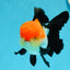 AAA Grade Tricolor Oranda Female 4.5 inches #0503OR_01