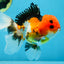 A Grade Tricolor Button Eyes Oranda Male 5 inches #080825OR_07