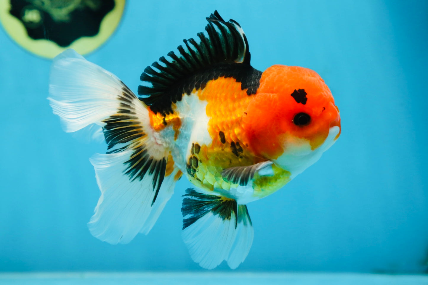 A Grade Tricolor Button Eyes Oranda Male 5 inches #080825OR_07
