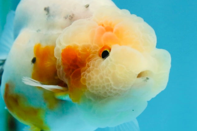 A Grade Calico LionQueen 3.5 inches #051625LC_04