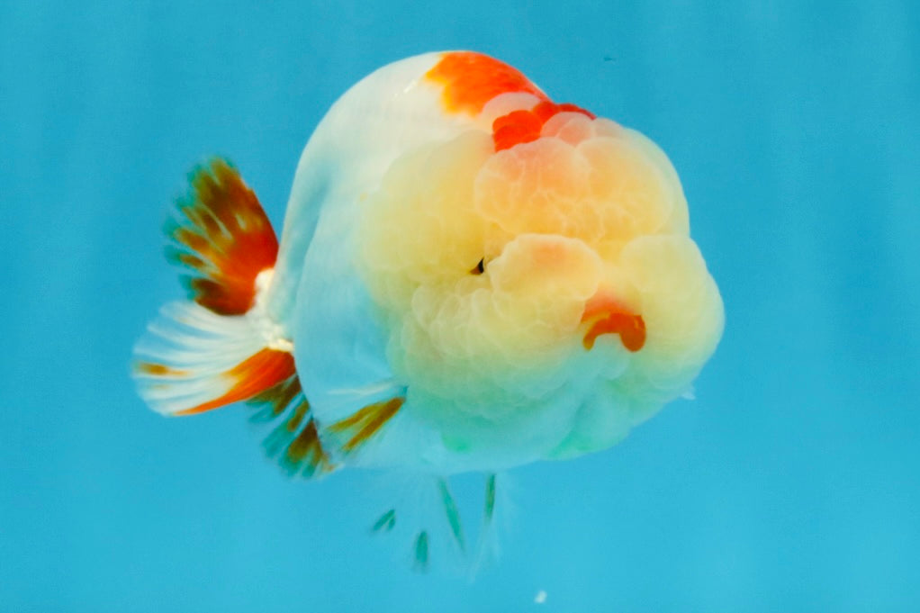 LIPSTICK AAA Grade Red White LionQueen 4.5 inches #032726LC_16