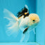 AAA Grade Tricolor Oranda Male 4.5-5 inches #112924OR_17