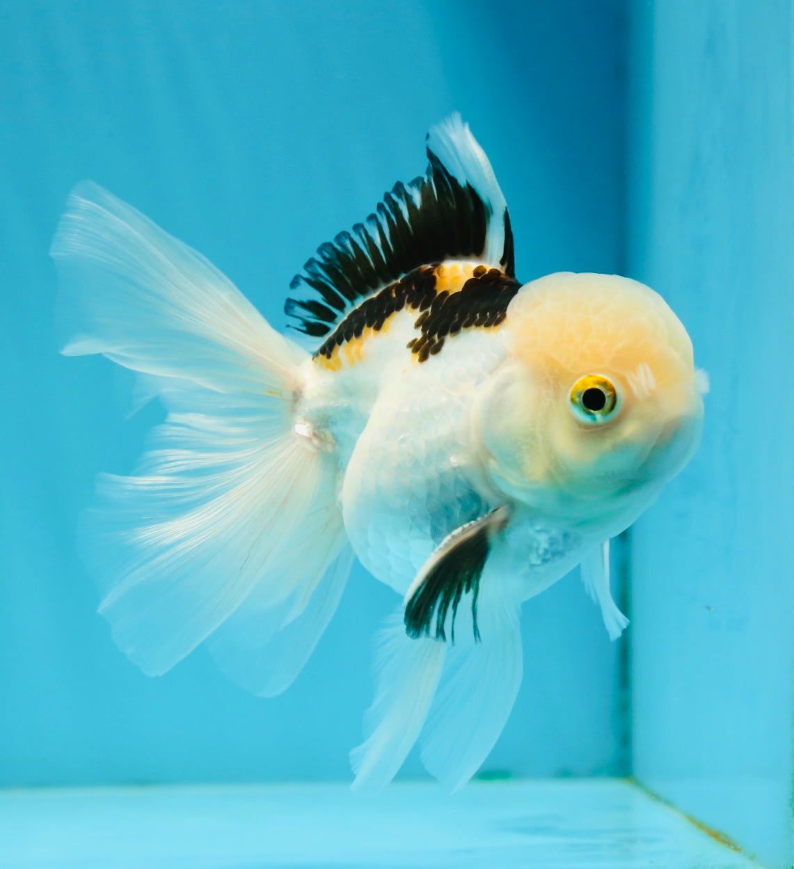 AAA Grade Tricolor Oranda Male 4.5-5 inches #112924OR_17