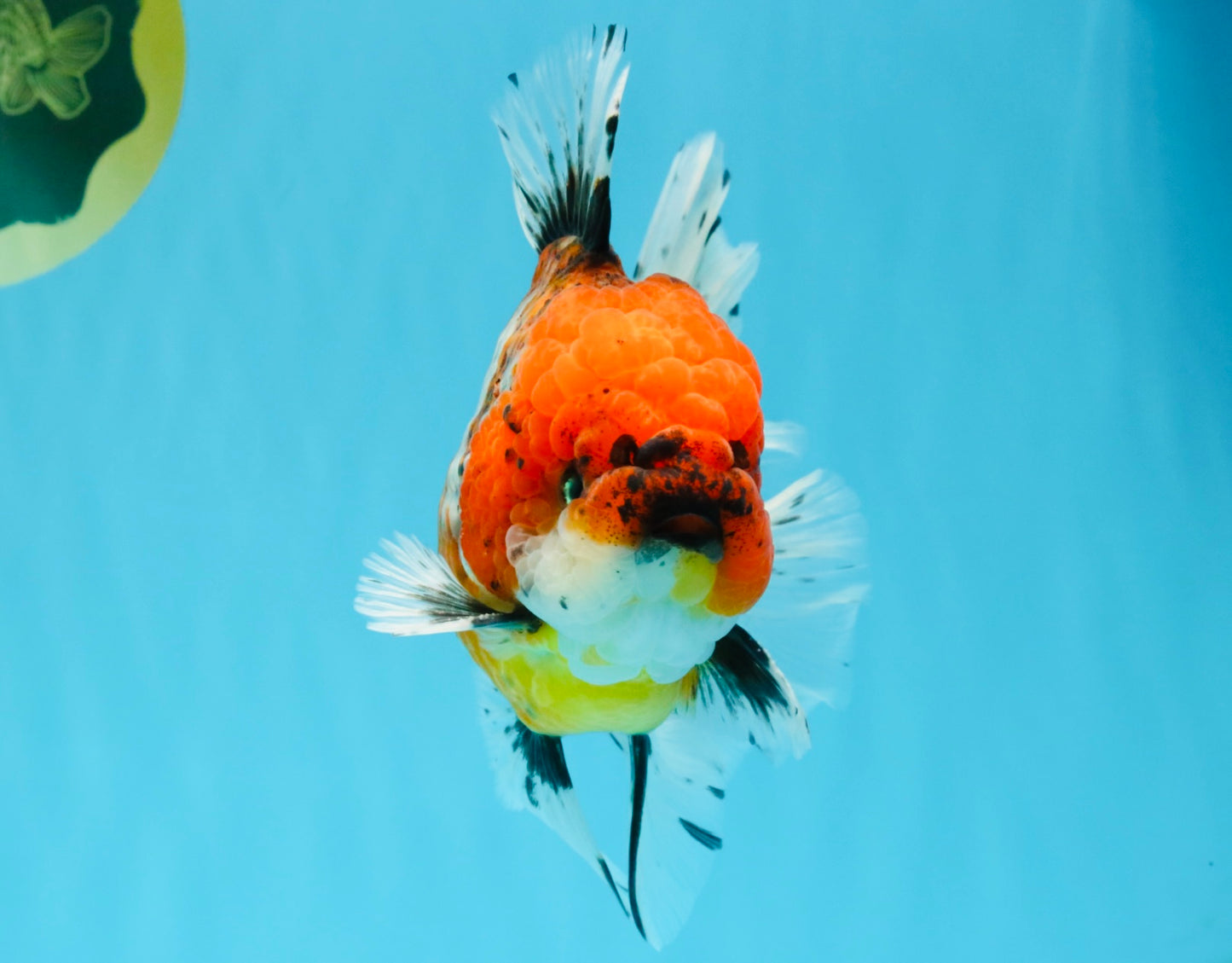 JUMBO A Grade Calico Oranda Male 6-6.5 inches #040326OR_21