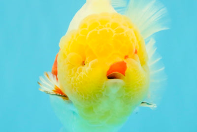 BIG WEN AAA Grade Godzilla Red White Lipstick Yuanbao Male 5.5 inches #030626YB_11