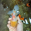 AAA Grade Lemonhead Oranda Male 5 inches #080125OR_20