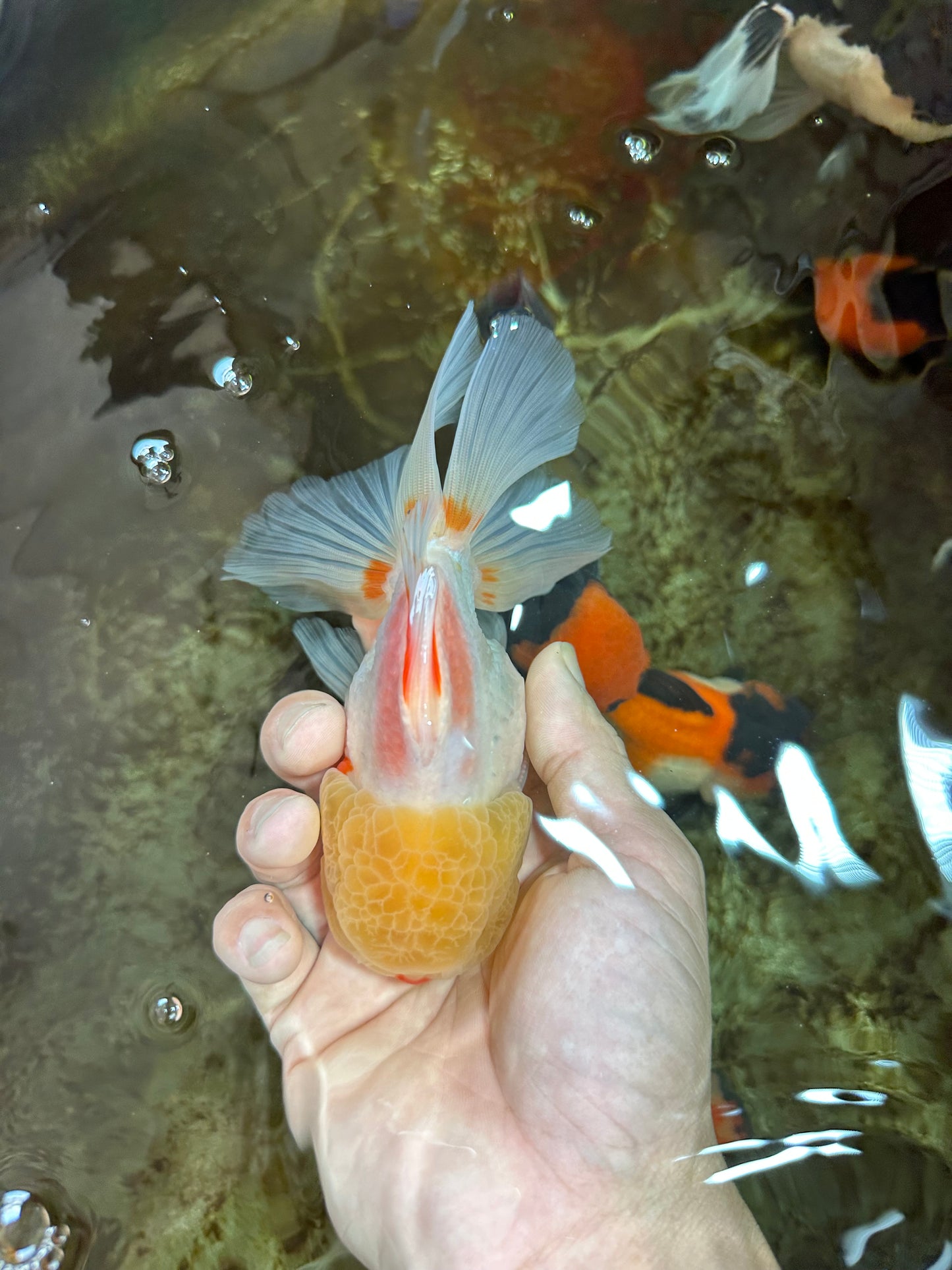 AAA Grade Lemonhead Oranda Male 5 inches #080125OR_20