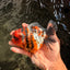 A Grade Tiger Oranda Female 5.5 inches #061926OR_28