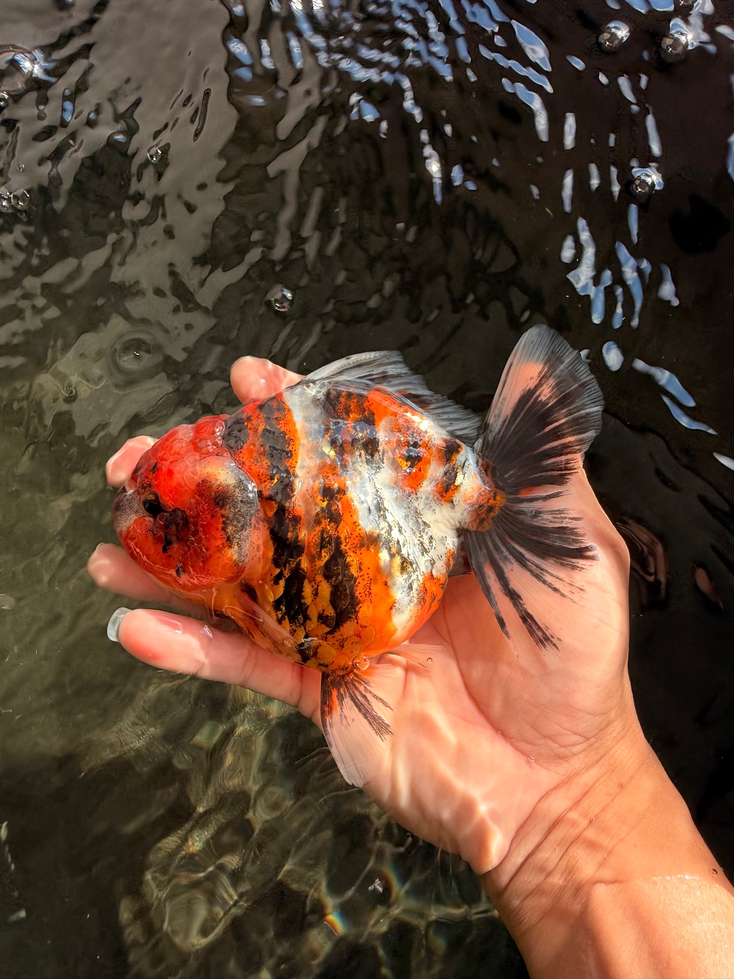 A Grade Tiger Oranda Female 5.5 inches #061926OR_28