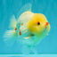POPCORN AAA Grade Red White Yuanbao Male 5-5.5 inches #050126YB_18
