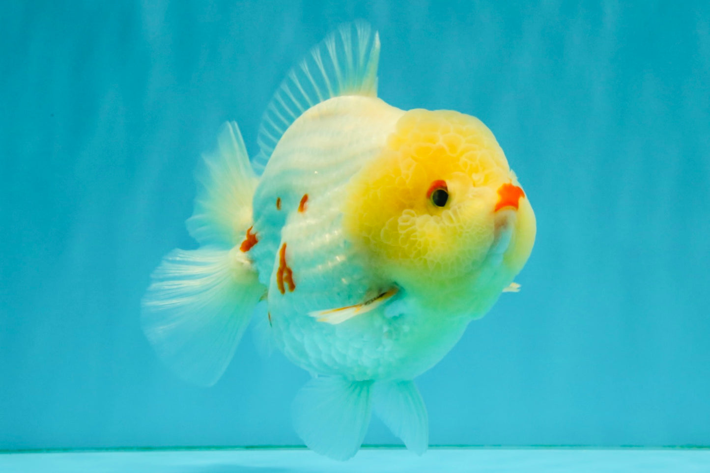 POPCORN AAA Grade Red White Yuanbao Male 5-5.5 inches #050126YB_18