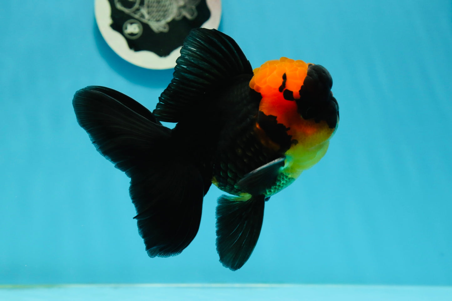 BIG HEAD AAA Grade Red Head Oranda Male 4.5-5 inches #1004OR_36