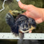 AAA Grade Kirin Jade Head Oranda Male 6 inches #070626OR_20