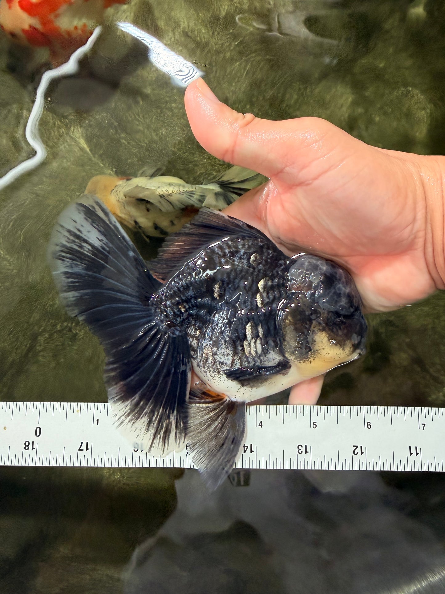 AAA Grade Kirin Jade Head Oranda Male 6 inches #070626OR_20
