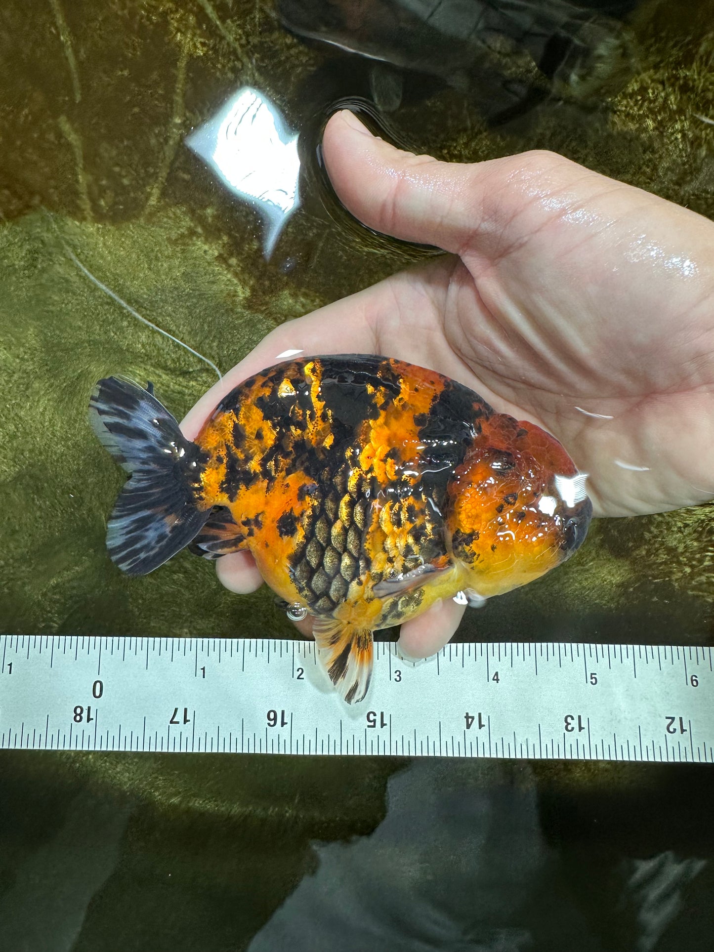 AAA Grade Tiger Female LionKing 5 inches #060625LC_06