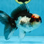 Tricolor Oranda Male 5-5.5 inches #100325OR_23