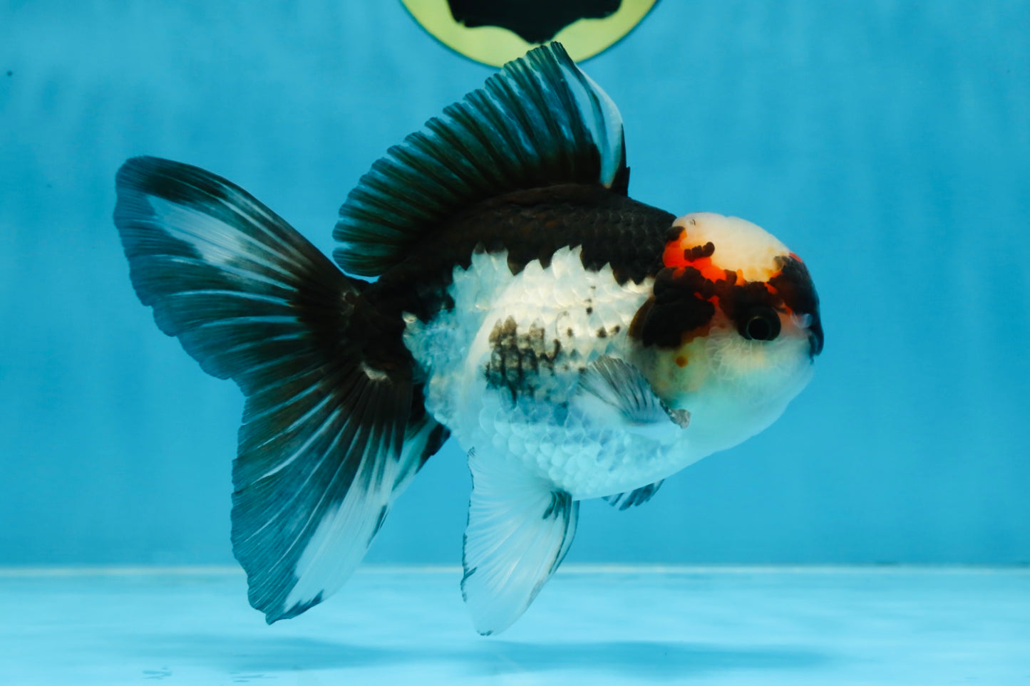 Tricolor Oranda Male 5-5.5 inches #100325OR_23