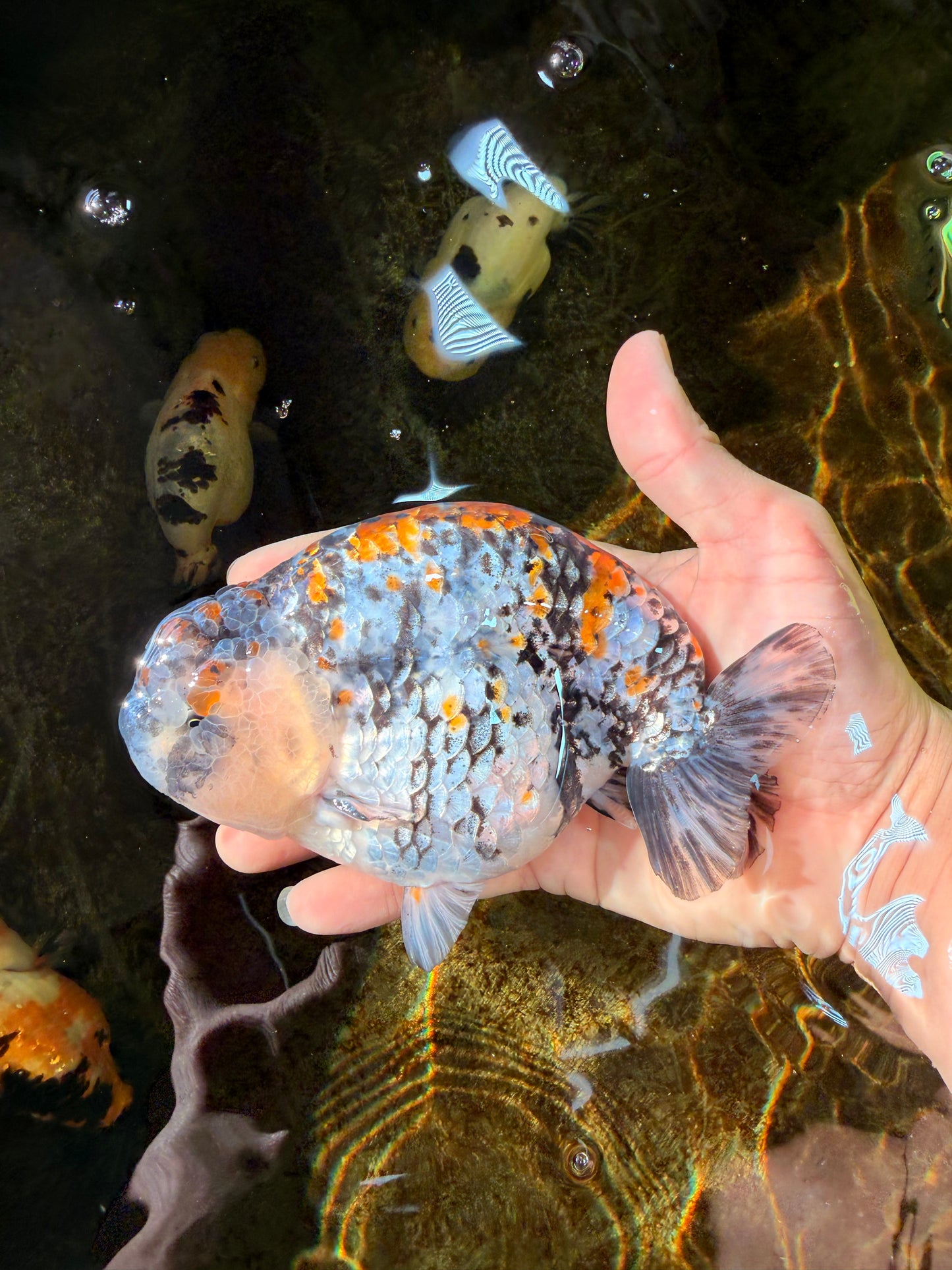 A Grade Tricolor Tiger LionKing Male 5.5 inches #102425LC_03