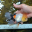 A Grade FLUFFY TAIL Tricolor Oranda Male 5.5 inches #082925OR_08