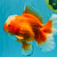 CHONKY AAA Grade Jade Head Red White Oranda Male 6 inches #030626OR_18