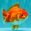 ADORABLE A Grade Red White Yuanbao Female 5 inches #071026YB_22