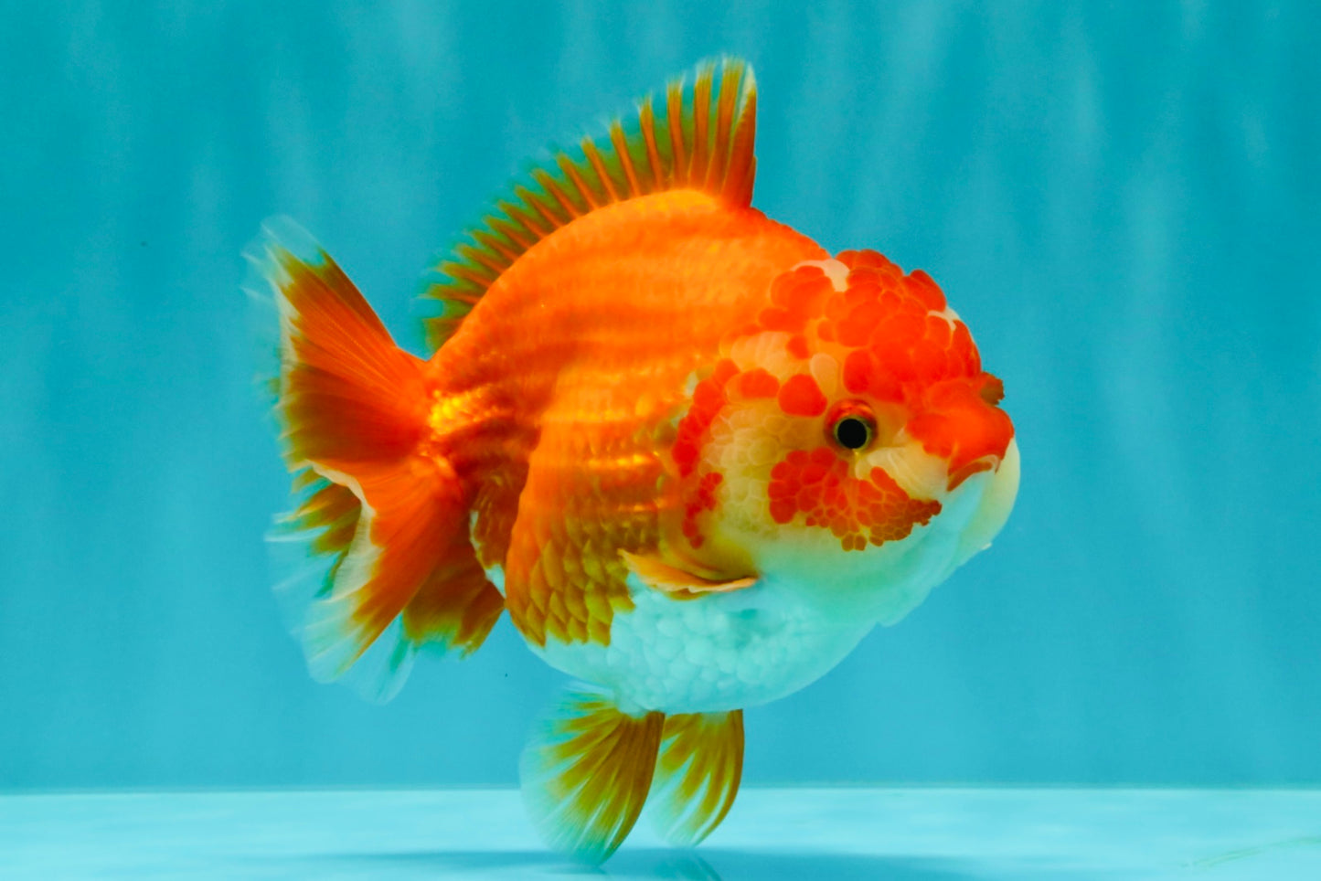 ADORABLE A Grade Red White Yuanbao Female 5 inches #071026YB_22