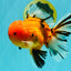 CHUNKY AAA Grade Tiger Oranda Male 6.5 inches #071726OR_27