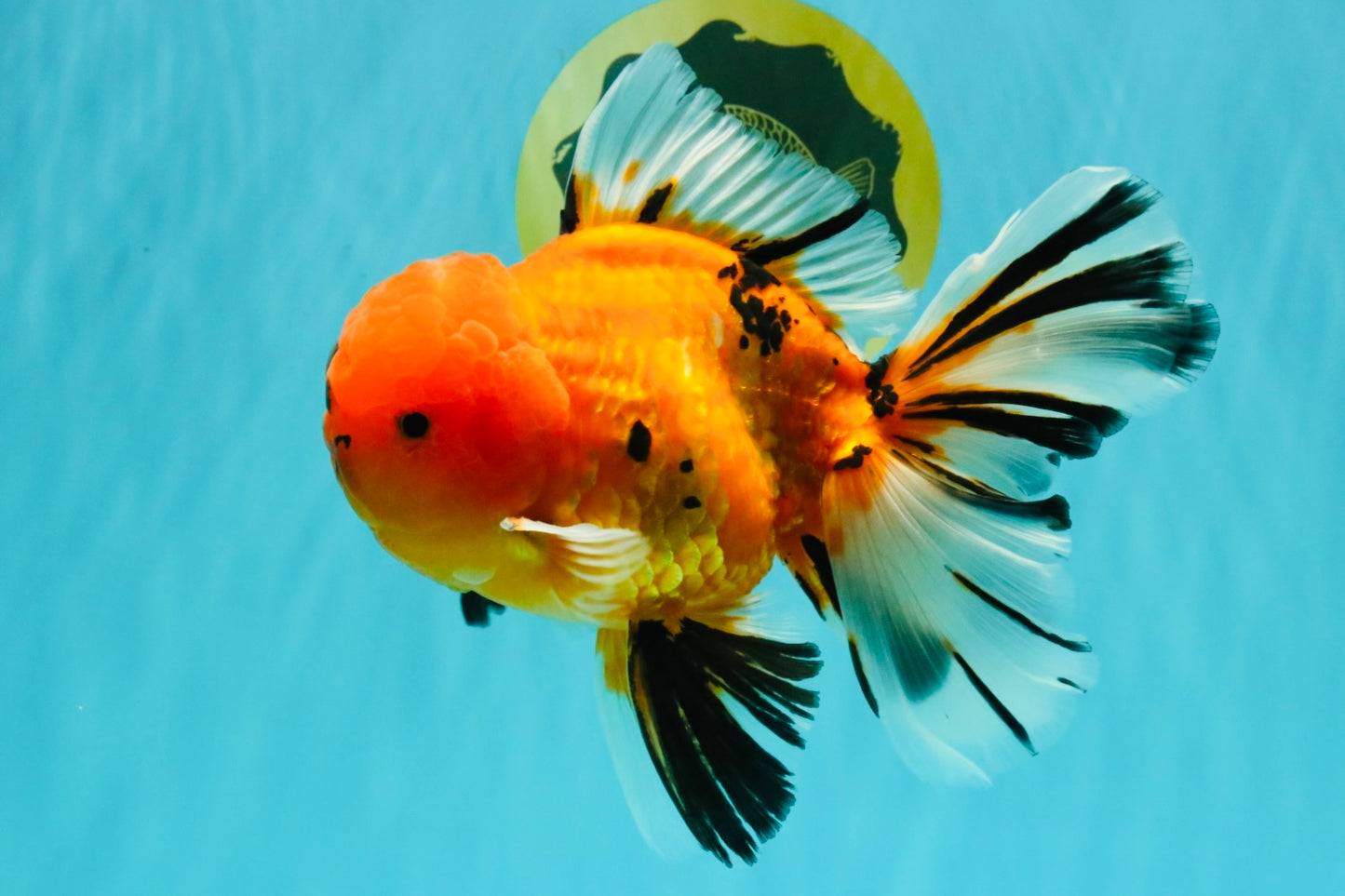 CHUNKY AAA Grade Tiger Oranda Male 6.5 inches #071726OR_27