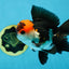 Tricolor Oranda Male 4.5-5 inches #053025OR_23