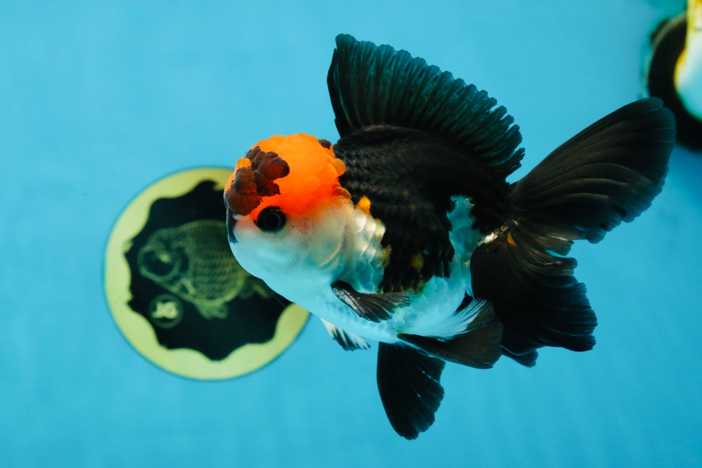 Tricolor Oranda Male 4.5-5 inches #053025OR_23