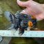 A Grade Lava Head Tricolor Oranda Male 5.5-6 inches #052325OR_08