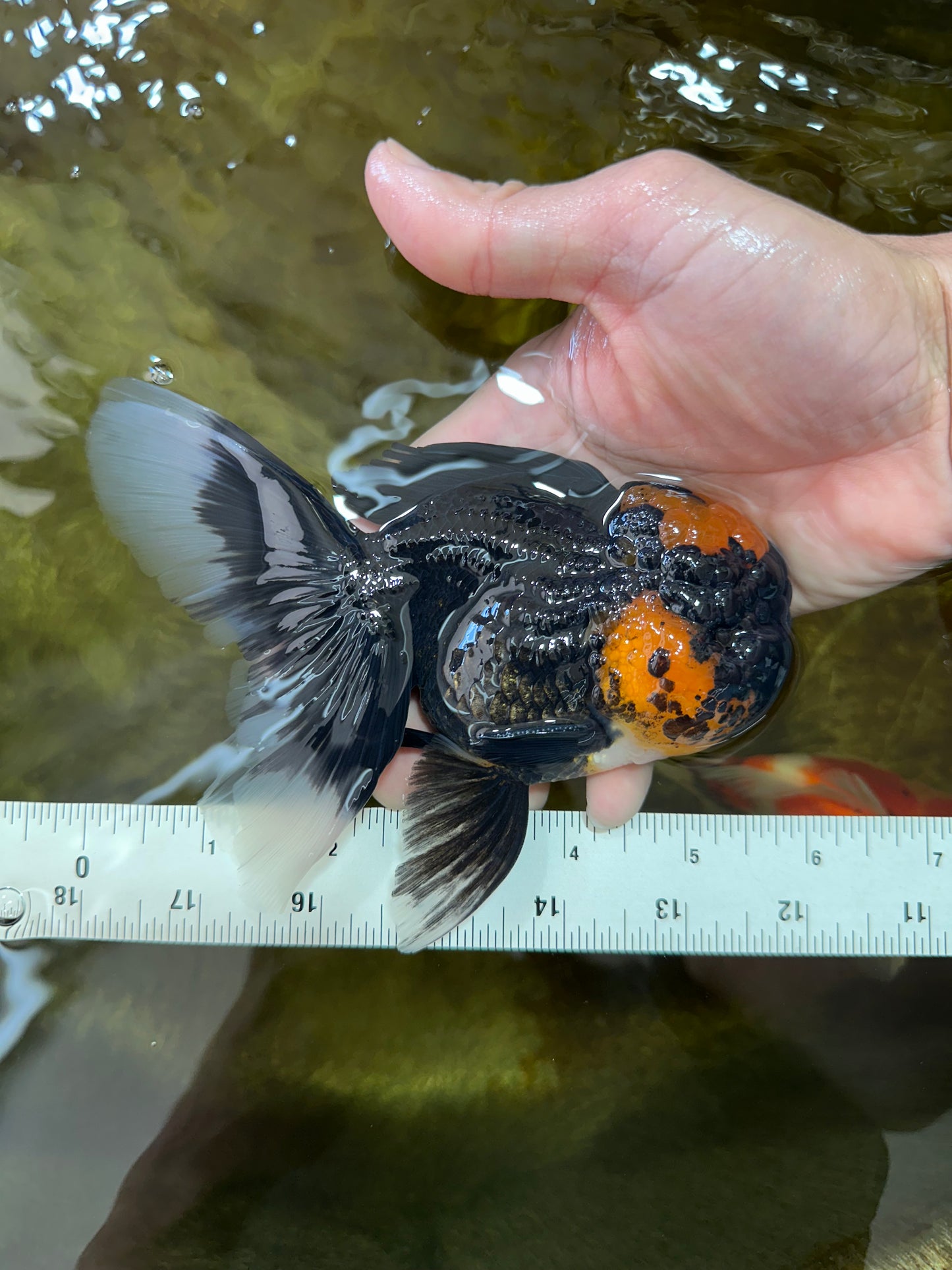 A Grade Lava Head Tricolor Oranda Male 5.5-6 inches #052325OR_08