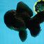 AAA Grade Godzilla Black Oranda Male 5.5 inches #100325OR_11