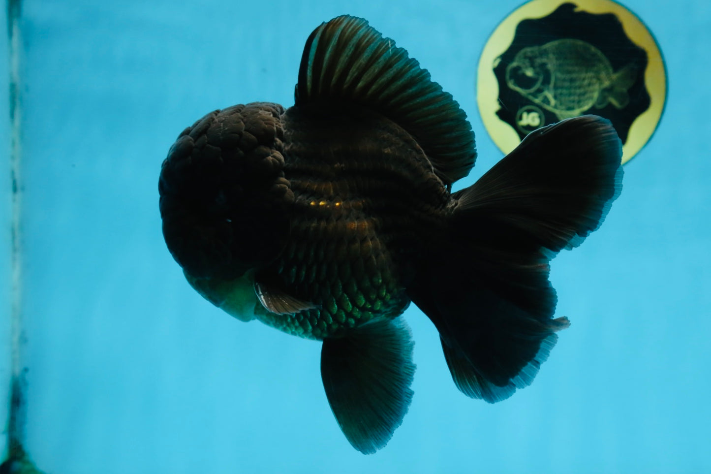 AAA Grade Godzilla Black Oranda Male 5.5 inches #100325OR_11