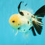 A Grade Panda Oranda Male 5.5 inches #030626OR_23