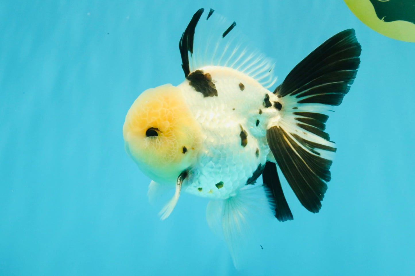 A Grade Panda Oranda Male 5.5 inches #030626OR_23