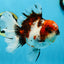 AAA Grade Young Godzilla Calico Oranda Male 5.5 inches #080125OR_04