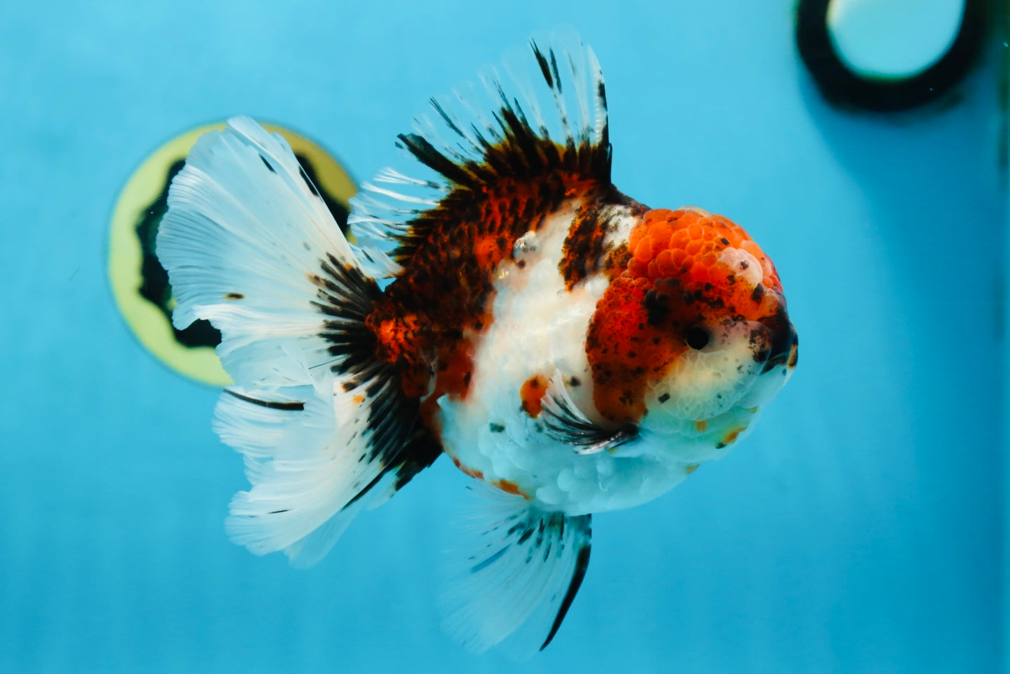 AAA Grade Young Godzilla Calico Oranda Male 5.5 inches #080125OR_04