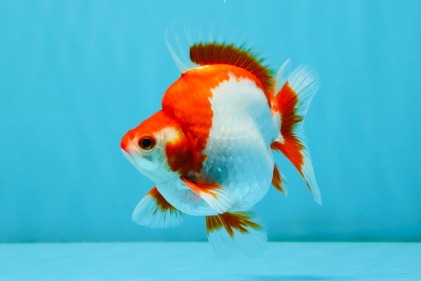 AAA Grade Red White Ryukin Male 4-4.5 inches #032726RK_28